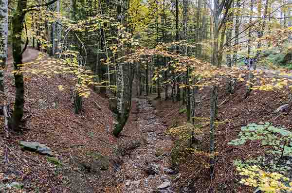 Reyno de Navarra - selva de Irati 23.jpg